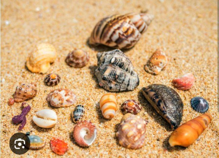 Kalimetiya Beach Cabana Hungama Zewnętrze zdjęcie
